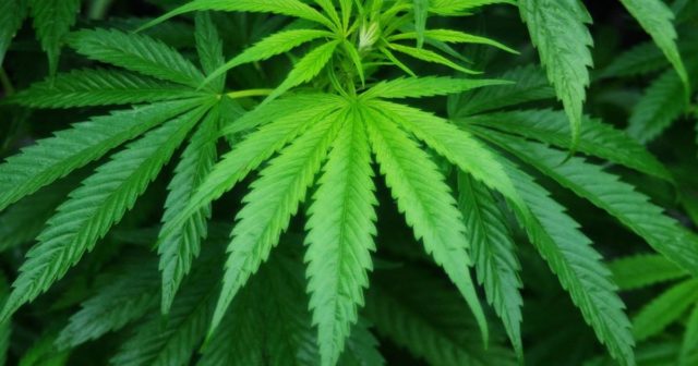 canapa sativa